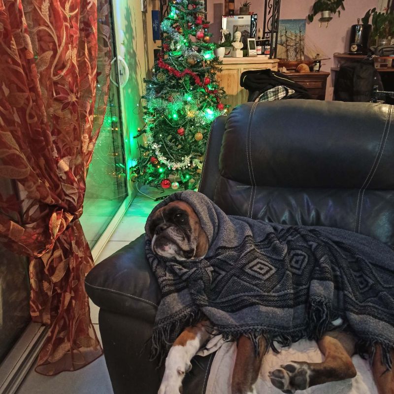 Mon animal se prépare pour l'hiver - **Boss** - Yummypets