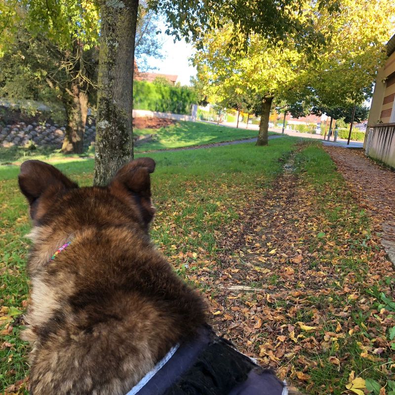 Les couleurs de l'automne - que des memes - Yummypets