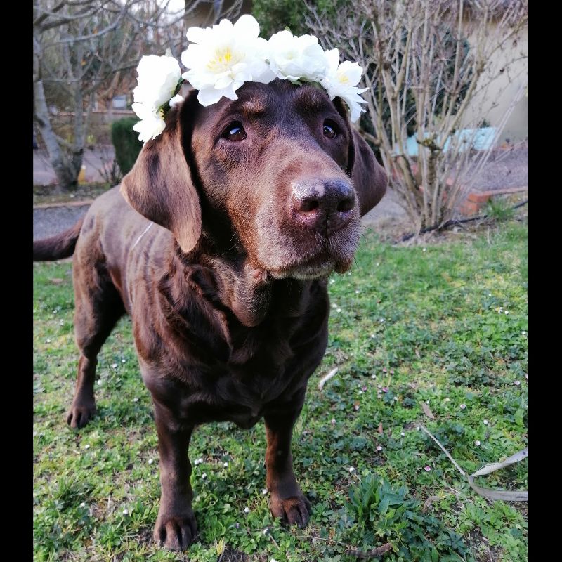 Couronne de fleurs - Imagine - Yummypets