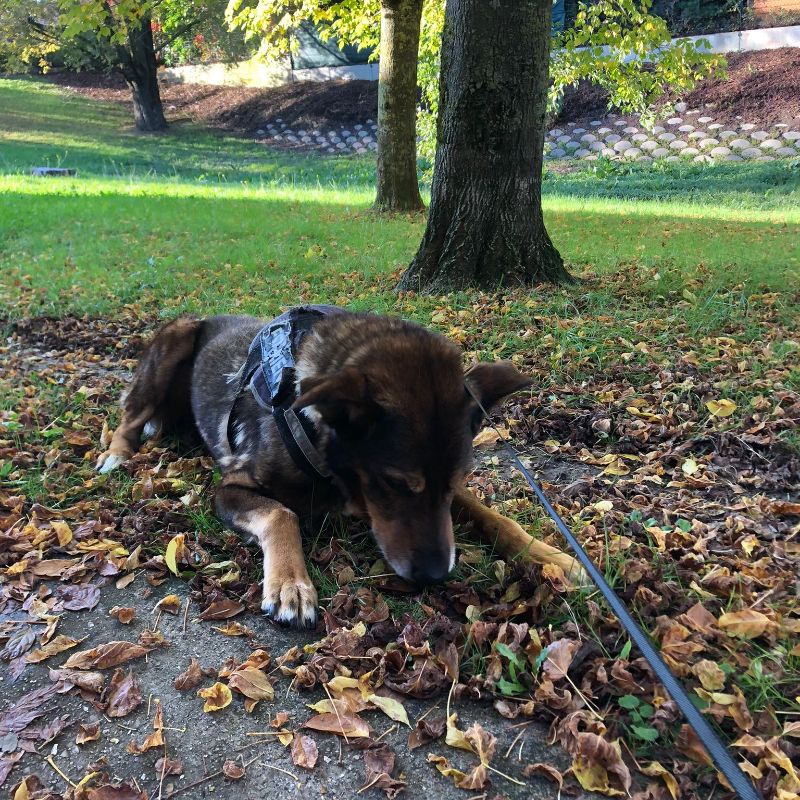 Les couleurs de l'automne - Kayzer - Yummypets