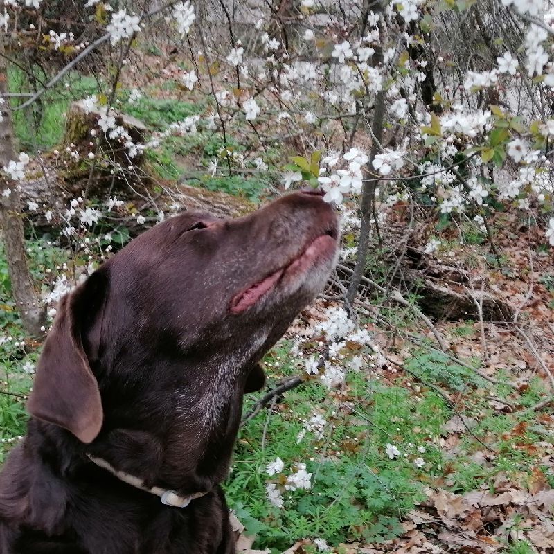 Un air de printemps - Imagine - Yummypets