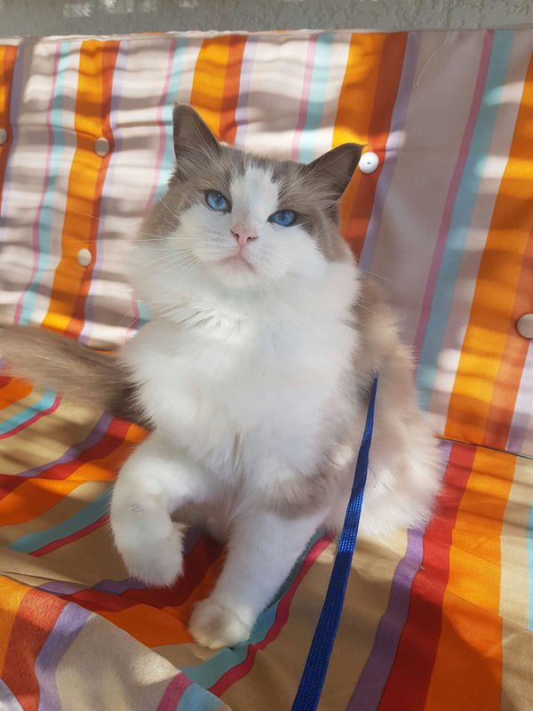 Mon animal à l’ombre Maestro,kina,loulou - Yummypets