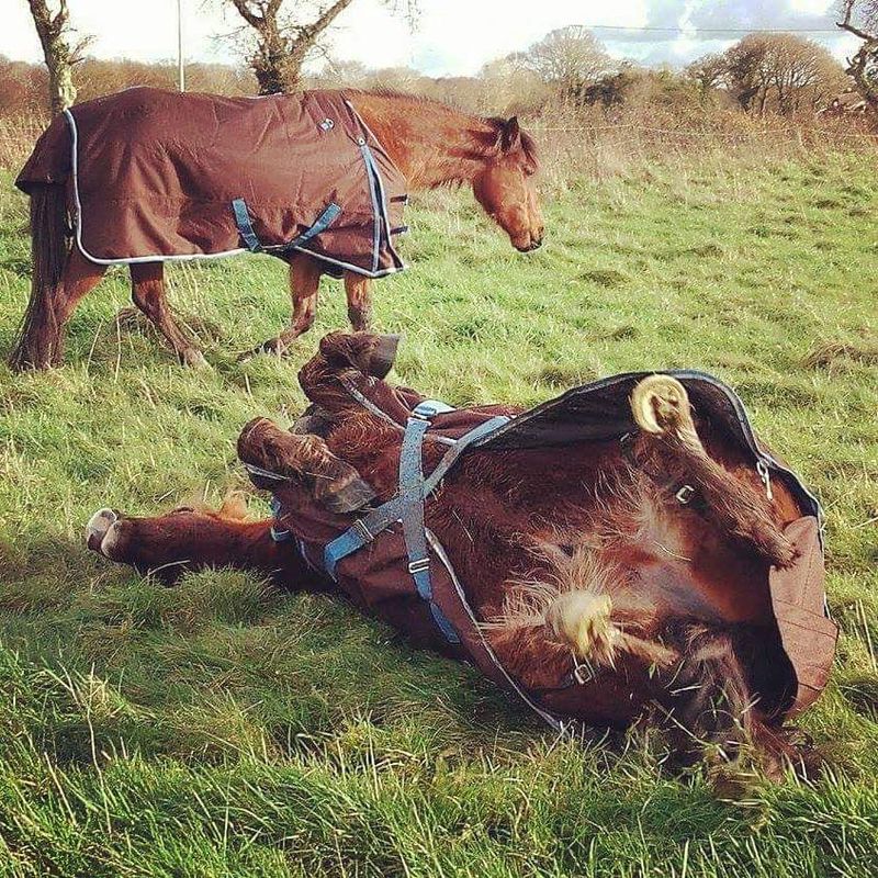 Les poneys avec leur couette !