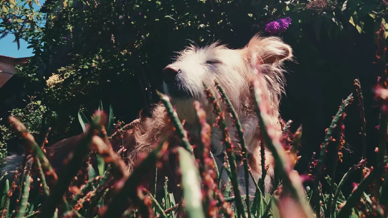 In the middle of the grass - Yummypets
