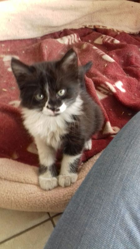 Bébé Fluffy 2 mois 😻❤ - Yummypets