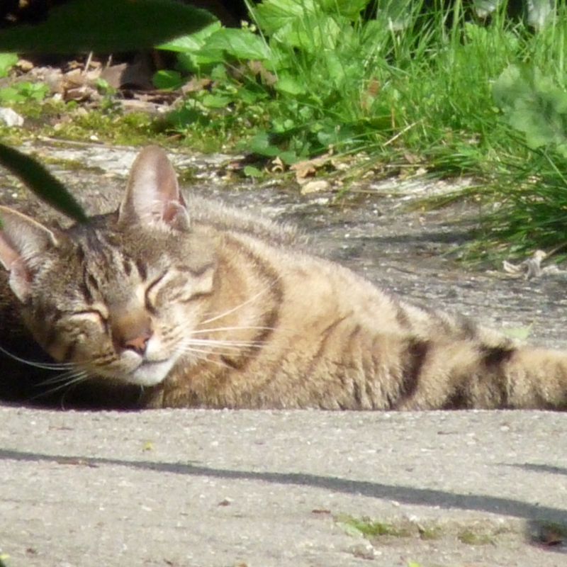 Hector, mon tigrou préféré