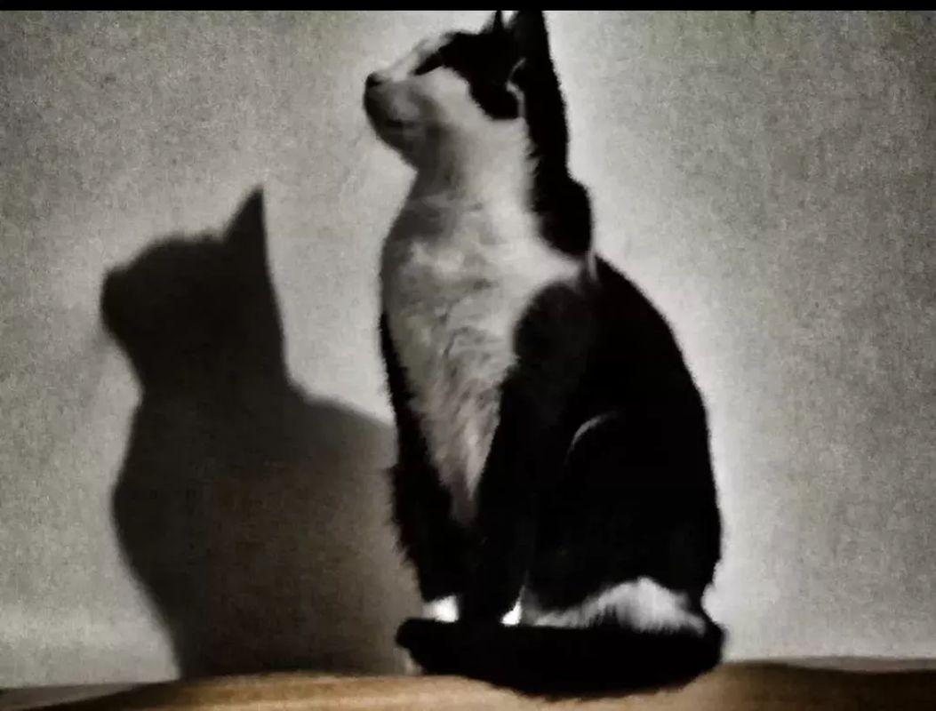 Je pense donc je suis... - Yummypets