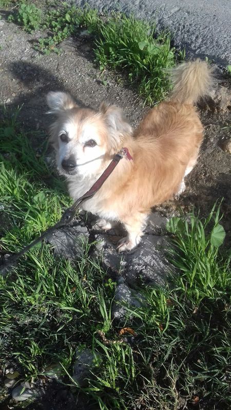 Ringo 🐶❤❤ - Yummypets