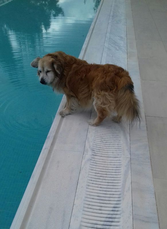 My pet loves water Ringo - Yummypets