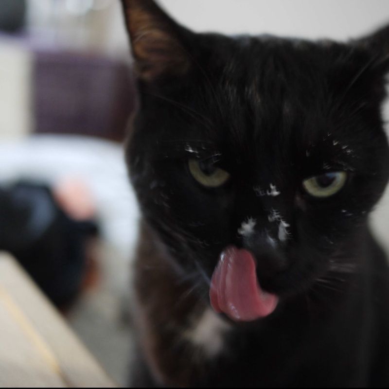 je sais... j'ai du yaourt de partout sur le nez - Yummypets