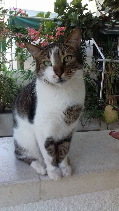 My beautiful Chicco - Yummypets