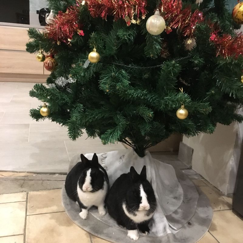 Coucou ! On attendait impatiemment le Père Noël 